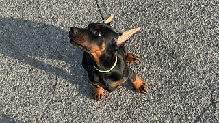 12 week old European Doberman puppy