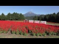 4K ・とっとり花回廊2016（Ⅱ）(Tottri flower park)オータムフェスティバル(Autumn F…