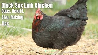 Black Sex Link Chicken