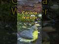 Canada Warbler - Bird Identification