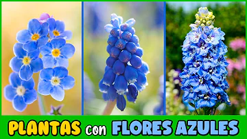 ¿Cuántas flores azules existen?