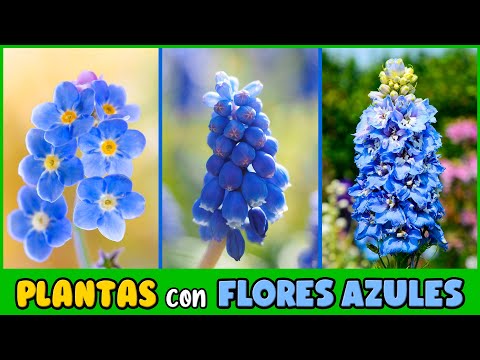 Video: Flor con flores azules. Nombres de flores azules, foto