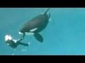 Überlebenskampf: Killerwal attackiert Trainer