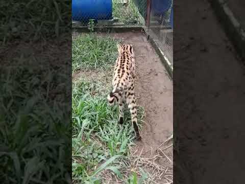 Serval cat - YouTube
