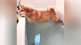 Bet You'll Laugh Like Hell! - Ultra Funny Animals & Pets Videos