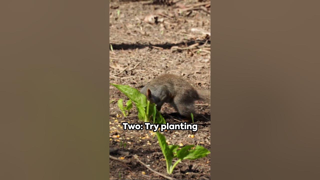 Do Squirrels Eat Marigolds? Surprising Answers + Garden Tips 