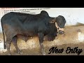 Black Bull At Hamdan Cattle Farm For Qurbani 2023|MANDI VISIT|