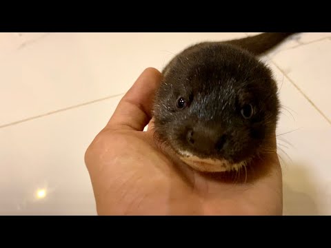 welcome-new-member-absolutely-cute-baby-otter