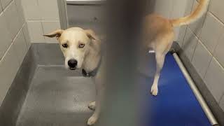 acs A679604