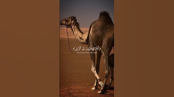 افلا ينظرون الى الإبل كيف خلقت القارئ عبدالرحمن مسعد🍂🎧 قرآن تلاوة خاشعة