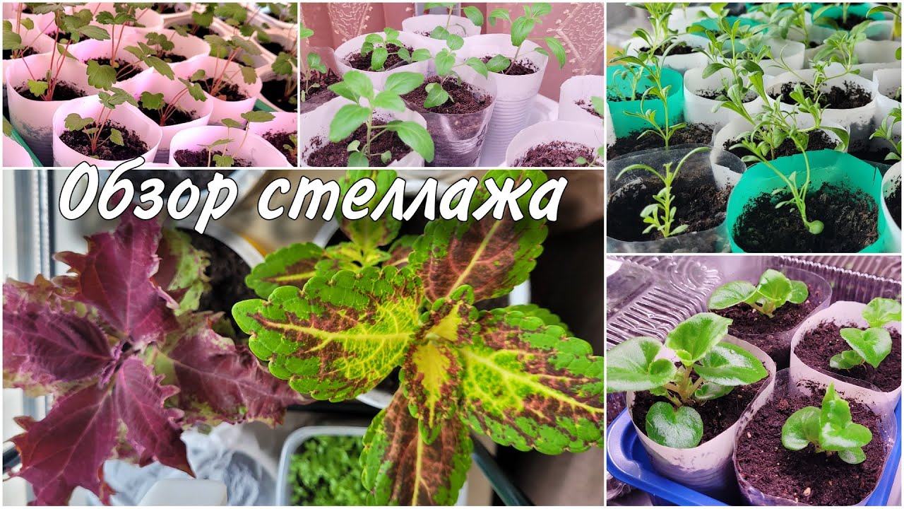 Рассада арбузов вытянулась. Как растет арбуз. Росток дыни. Росток арбуза маленький. Рассада дыни вытянулась.