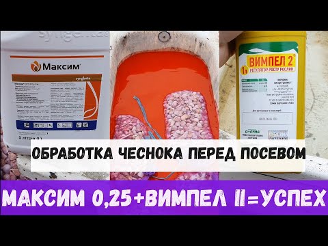 КАК ОБРАБОТАТЬ ЧЕСНОК ПЕРЕД ПОСАДКОЙ МАКСИМ + ВЫМПЕЛ II = УСПЕХ