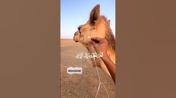 {أفلا ينظرون إلى الإبل كيف خلقت} [الغاشية:17]- عبدالرحمن مسعد - القرآن الكريم تحميل و استماع🎧🤍😔