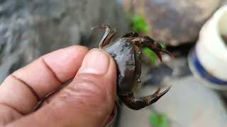 hunt and catch crabs, fish, water beetles and water bugs