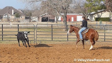 Bayou Pepto - working cows - ValleyViewRanch.net