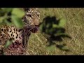 Young Leopard's First Big Kill! | BBC Earth