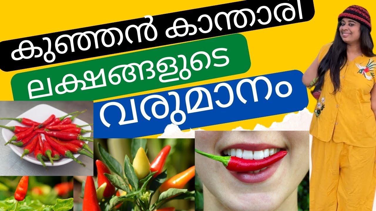 കാന്താരി മുളക് ബിസിനസ് /Complete Guide / കാന്താരി മുളക് വളർത്തി ലക്ഷങ്ങൾ വരുമാനം