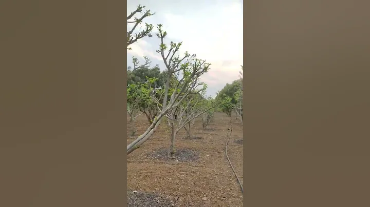 Custard Apple farming - DayDayNews