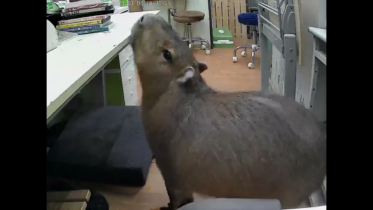 Miss Potato is full of intellectual curiosity 😄