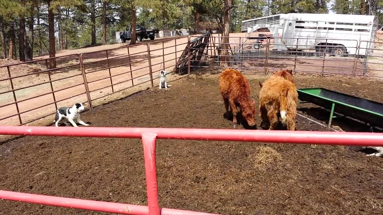 patrick frazee border collies