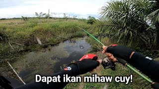 I can't believe there are fish in a small ditch like this.