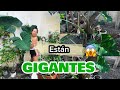 ⭐️”Está planta ha crecido muchísimo… ¡vamos a reubicarla!”