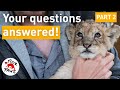 #YOUaskedWEanswer💬: What is the difference between the legal and illegal trade of big cats?