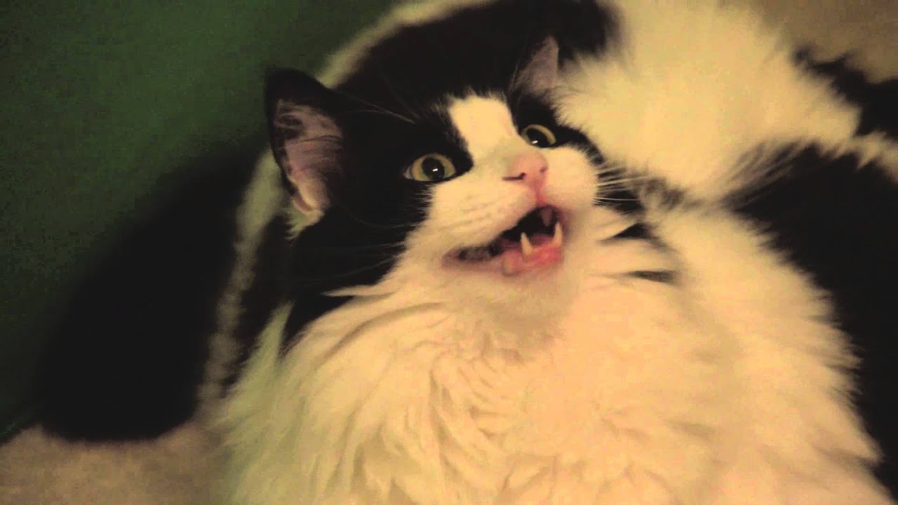 Stream Setup Update Vid YouTube Stream setup update vid youtube