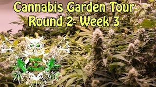 Cannabis Garden Tour, Round 2- Week 3 | First signs of burn Hydro | What to do if your weed plants