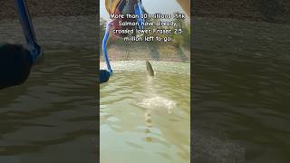 10 Million Pink Salmon Have Crossed Richmond Area