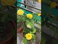 #rose #roselove #video #trending