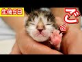 生後５日目の赤ちゃん子猫の成長記録【保護猫】
