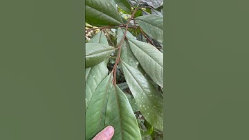 Sâm béo đen chuẩn rừng!