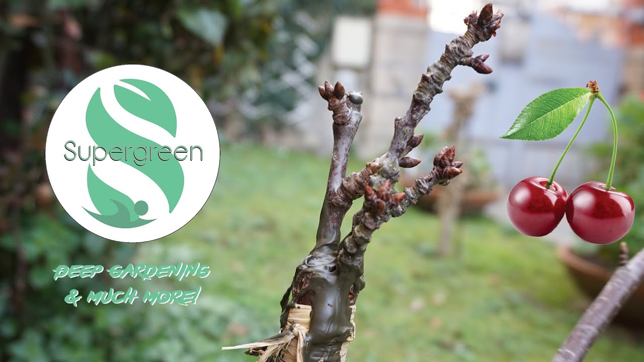 Innesto ciliegio papale - Innesto a spacco di ciliegio su amarena selvatica con Ernesto