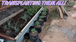 PUTTING EVERYTHING INTO 3 GALS! (OUTDOOR S3 EP-05)