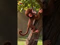 பாரு பாரு குரங்கு மாமா - Look, Look,Uncle Monkey Song | Tamil Nursery Rhymes for Children's | Shorts