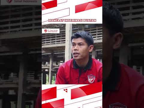 Video: Apakah ayam diinseminasi buatan?