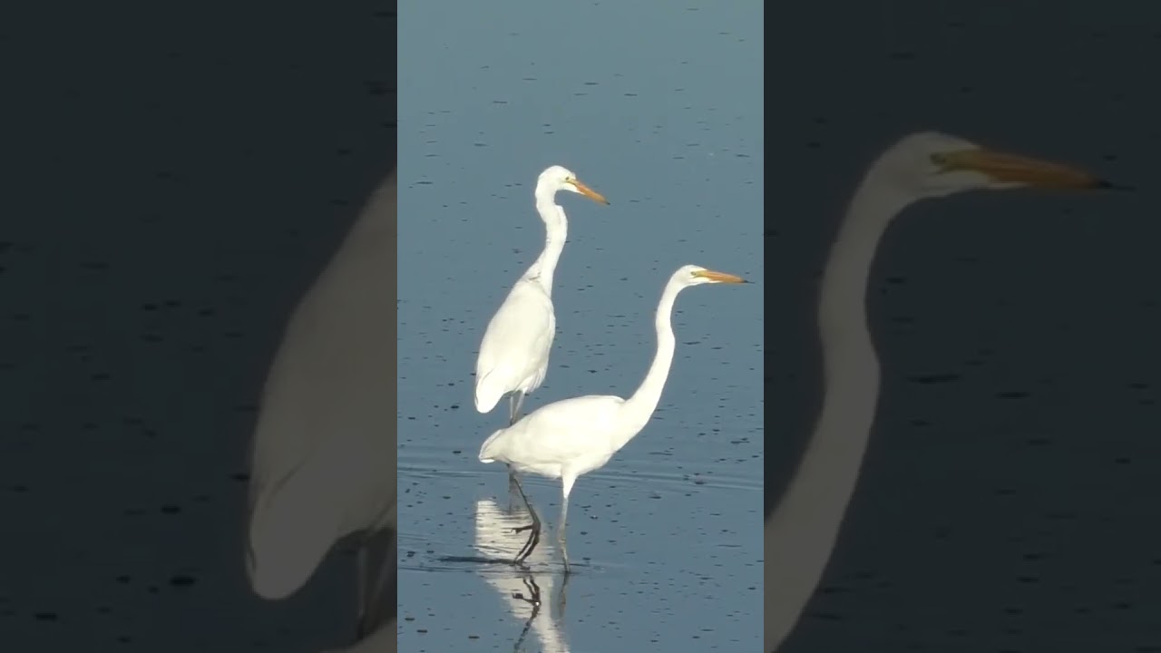 Egret Eats A Fish 