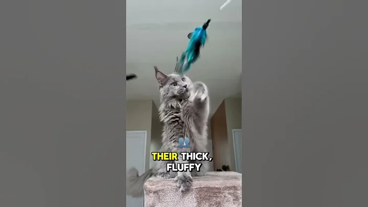 Video 10863761: maine coon cat gentle, giant maine coon cat, maine coon cat animals, maine coon cat facts, cat animals wildlife