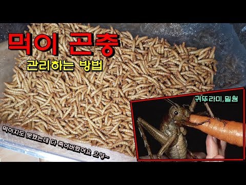 HOW! 먹이를 샀는데 죽는데 왜 그런걸까요..보관방법 공개 합니다! [정브르] / How to keep food insects