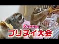 ブリヌイなスローロリス（こじろう＆りんころもち）#229