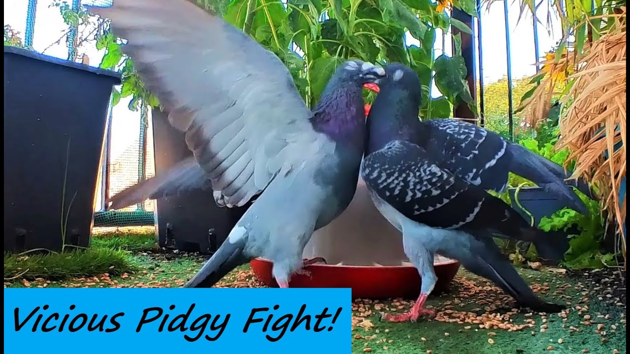Pigeon Fight Patterns Wild Pigeon Fight Kicks Off! Feeding Pigeons / Balcony Bird Table - YouTube