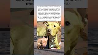 The Incredible Story Of Ashley The Firehouse Dog