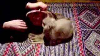 Torture - Bunny Style