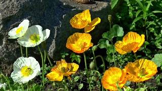 Download F.schubert - Trio For Violin, Violoncello And Piano, Andante Con Moto Video MP3 F.schubert - Trio For Violin, Violoncello And Piano, Andante Con Moto