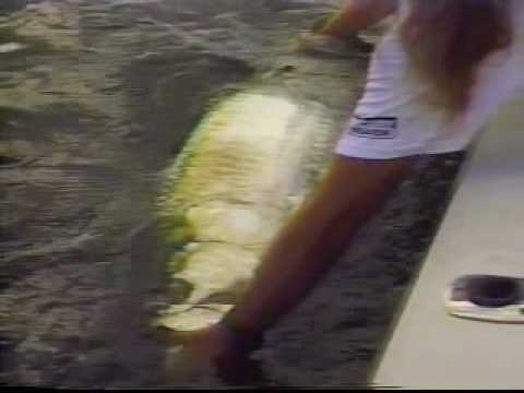 Captain James Wisner Guides Time Warner Hooked on Fishing Captain Bill Miller to a 140 Pound Tarpon