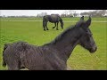 Cute filly Lieke first time in the field. What is that green stuff!? Friesian horse.