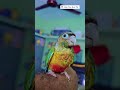 Nikki Playing Time // Birds // Conure birds telugu