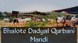 Bhalote Dadyal Qurbani Mandi | Qurbani | Mandi | By KinG TV