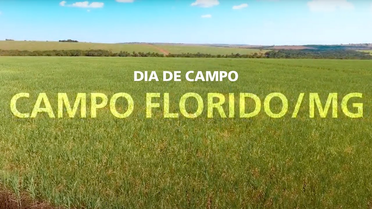 Dia de campo Campo Florido (MG) - Cana-de-açúcar